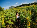 fairfield sunflowers seamans