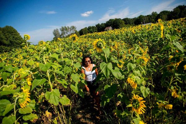 fairfield sunflowers seamans