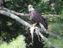 eagle with fish